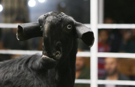 Cabras do damasco