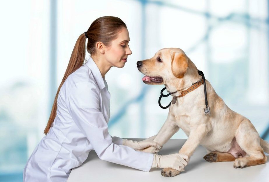 Displasia da anca do cão: diagnóstico, tratamento e prognóstico