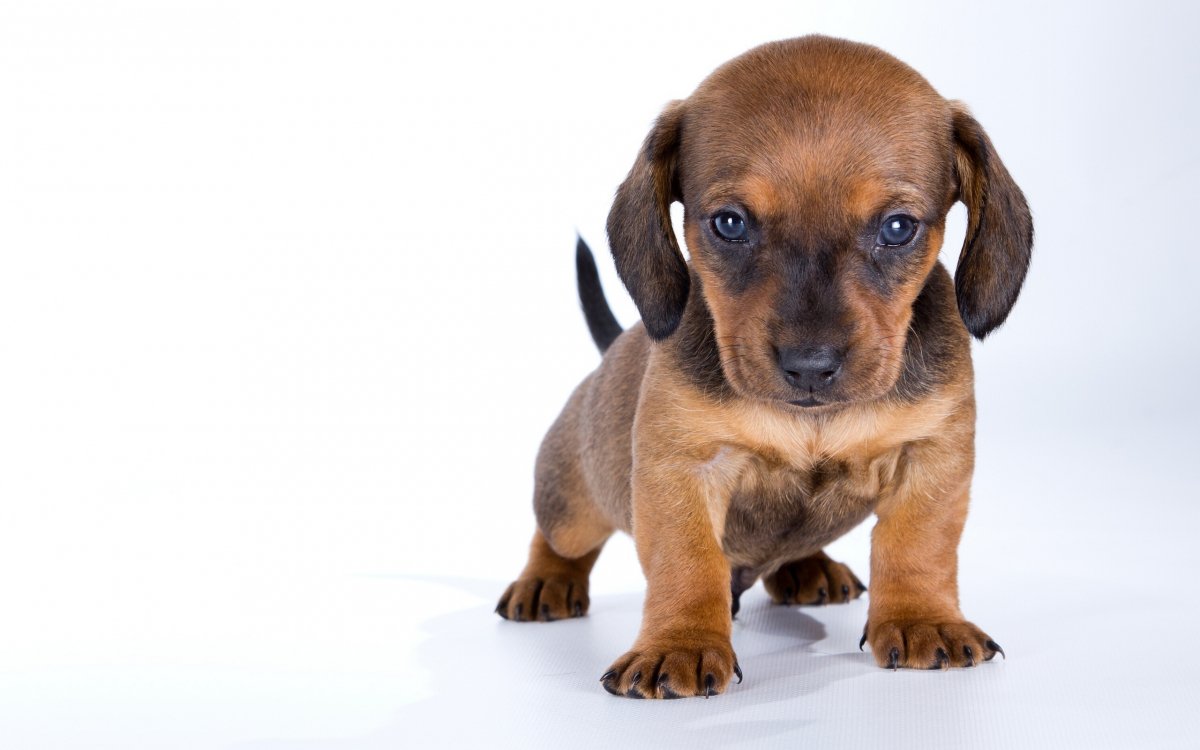 Displasia da anca do cão: diagnóstico, tratamento e prognóstico