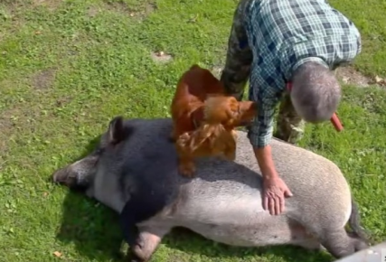 Porco Masha com o dono