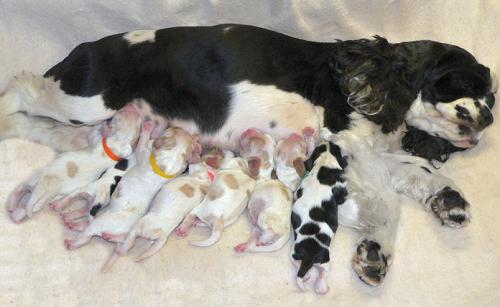 Eclampsia (tetania pós-parto) em cães: causas, sintomas e tratamento