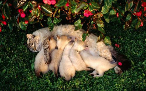 Eclampsia em gatos