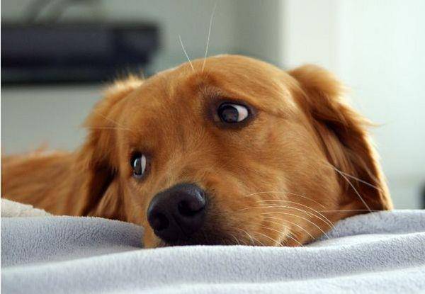 cachorro triste