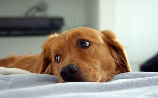 Sintomas de endometrite em cães