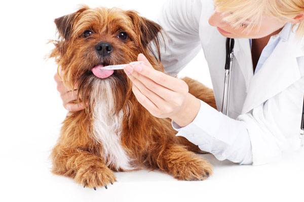 Enterocolite em cães