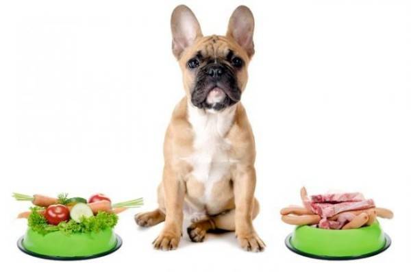 Nutrição canina para enterocolite