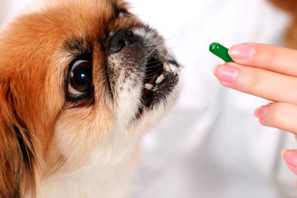 Tratamento de enterocolite em cães