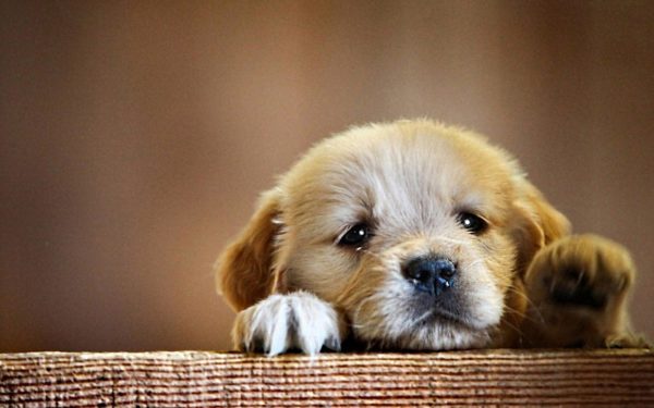Cachorro enterosgel com diarréia