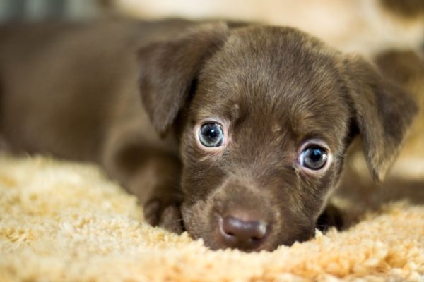 Cachorro enterosgel