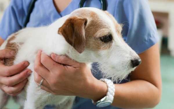Cão enterosgel