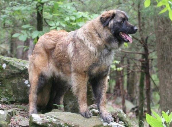 Estrel Shepherd Leia o artigo