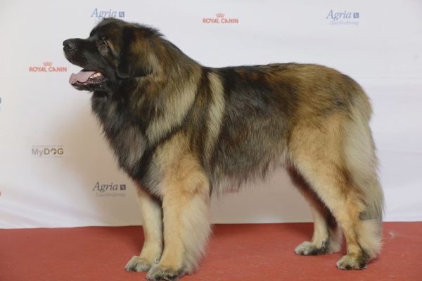 Descrição da raça de cão pastor Estrel