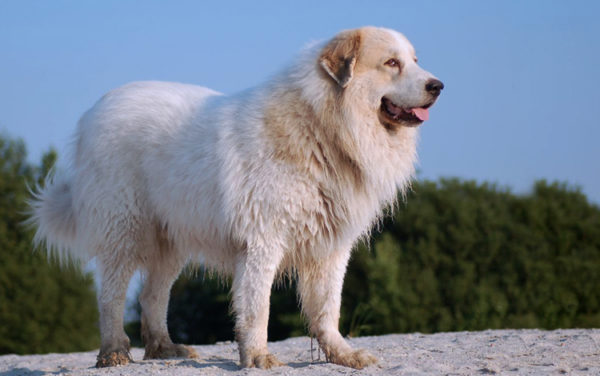 Estrel cão pastor fica