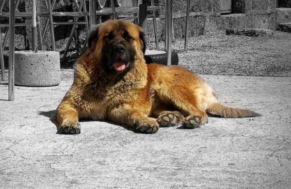 Estrel cão pastor encontra-se