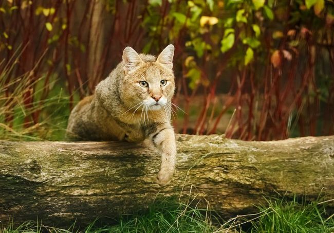 Muitos amantes de animais de estimação certamente vão querer ter esse gato raro em casa. Muitos amantes de animais de estimação certamente vão querer ter esse gato raro em casa.