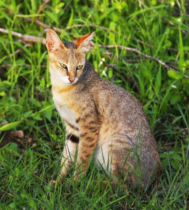 Lince do pântano - uma das maiores raças de gatos Lince do pântano - uma das maiores raças de gatos