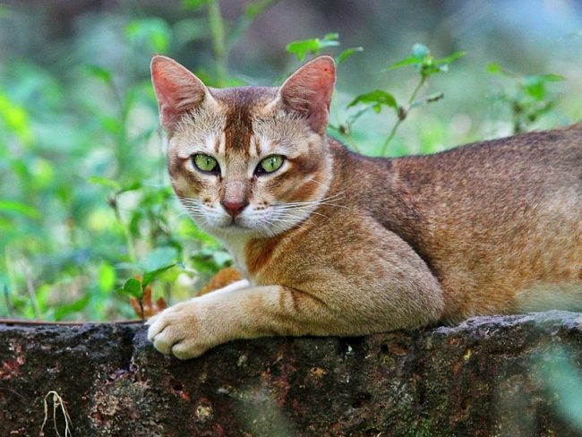 O gato de cana é um grande caçador O gato de cana é um grande caçador