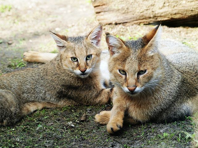 Em casa, o gato de junco é muito obediente e fácil de aprender. Em casa, o gato de junco é muito obediente e fácil de aprender.