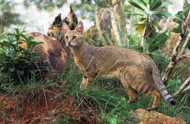 O gato gracioso impressiona com sua graça, plasticidade e mobilidade O gato gracioso impressiona com sua graça, plasticidade e mobilidade
