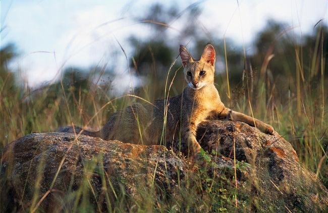 Os gatos Reed preferem estar em quartos grandes e espaçosos Os gatos Reed preferem estar em quartos grandes e espaçosos