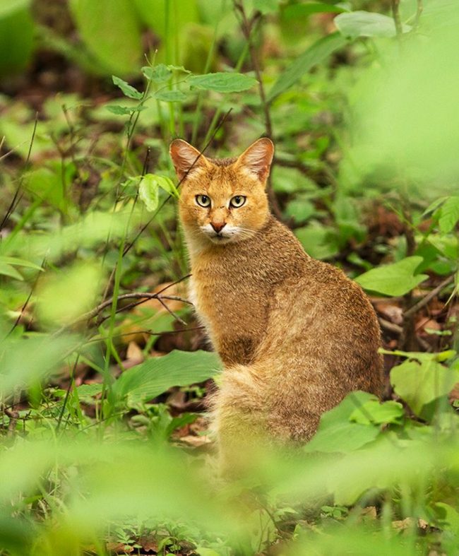 O gato de junco, ao contrário de quase todos os outros representantes felinos, não tem medo de água. O gato de junco, ao contrário de quase todos os outros representantes felinos, não tem medo de água.