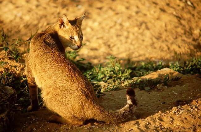 O gato de cana tem uma pelagem lisa e brilhante ao sol. O gato de cana tem uma pelagem lisa e brilhante ao sol.