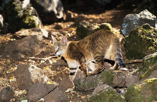 Mesmo nos jogos, esse animal de estimação se distingue pela postura real e demonstra uma musculatura bem desenvolvida. Mesmo nos jogos, esse animal de estimação se distingue pela postura real e demonstra uma musculatura bem desenvolvida.
