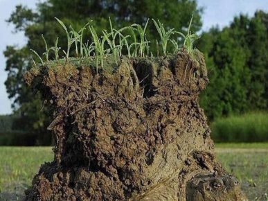 A tartaruga carrega a terra