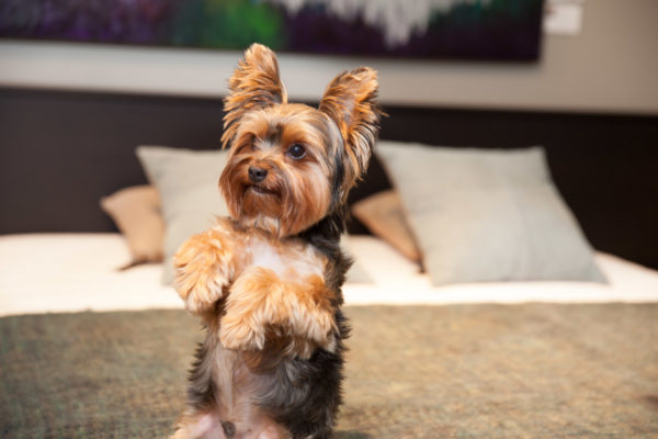 O personagem do Yorkshire Terrier leu o artigo