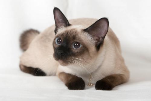 Fatos interessantes sobre gatos siameses e gatinhos