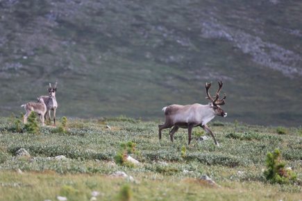 Rena na tundra