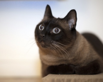 York chocolate gato York Chocolate