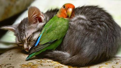 Como manter um gato com um papagaio, canário e outros pássaros