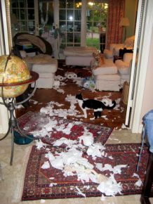 como animais de estimação podem transformar um apartamento no inferno