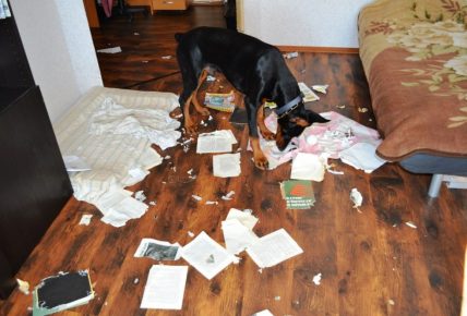 como animais de estimação podem transformar um apartamento no inferno