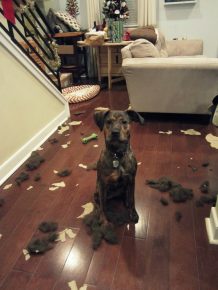 como animais de estimação podem transformar um apartamento no inferno