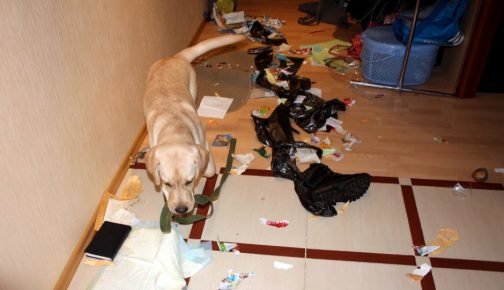 como animais de estimação podem transformar um apartamento no inferno