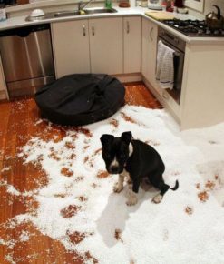 como animais de estimação podem transformar um apartamento no inferno