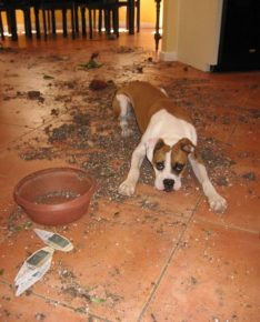 como animais de estimação podem transformar um apartamento no inferno