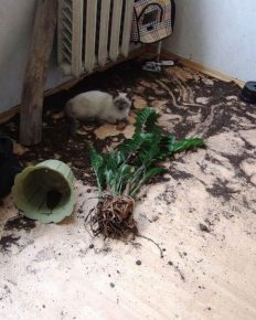 como animais de estimação podem transformar um apartamento no inferno