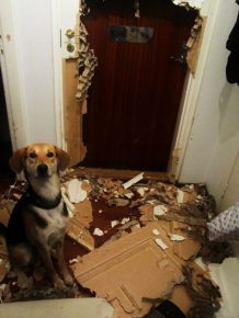 como animais de estimação podem transformar um apartamento no inferno
