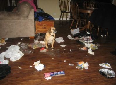 como animais de estimação podem transformar um apartamento no inferno