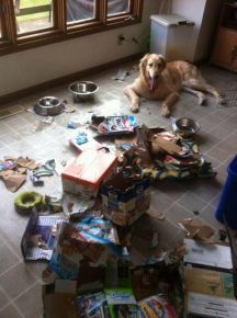 como animais de estimação podem transformar um apartamento no inferno