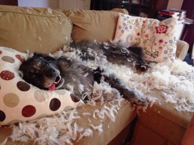 como animais de estimação podem transformar um apartamento no inferno