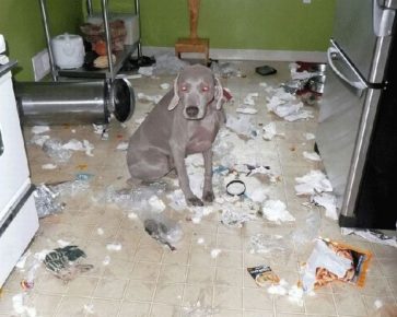 como animais de estimação podem transformar um apartamento no inferno
