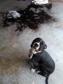 como animais de estimação podem transformar um apartamento no inferno