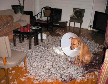como animais de estimação podem transformar um apartamento no inferno
