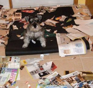 como animais de estimação podem transformar um apartamento no inferno