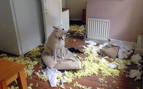 como animais de estimação podem transformar um apartamento no inferno