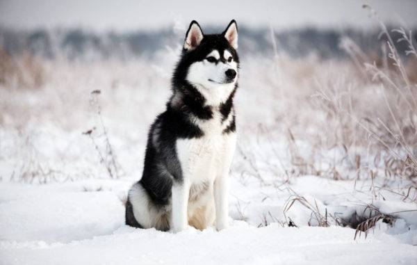 Husky em um fundo bonito